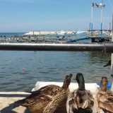 Sono l� da tre anni, se per� prima si contavano sulle dita di una mano, ora sono diventate ben 19. Di che parliamo? Delle curiose anatre che �abitano� il porticciolo di Santo Spirito, quartiere di Bari